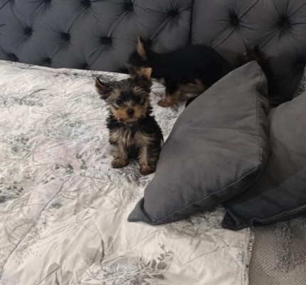 Ogłoszenie - Yorkshire Terrier – Piękne szczenięta. Zdjęcie 8