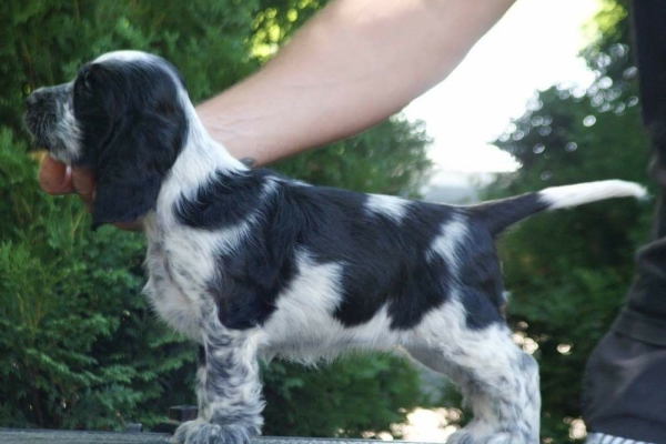 Ogłoszenie - Angielski Cocker Spaniel – Piękne szczenięta. Zdjęcie 1