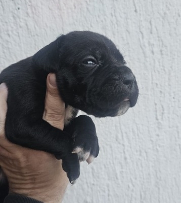 Ogłoszenie - Cane Corso – szczenięta na sprzedaż. Zdjęcie 7