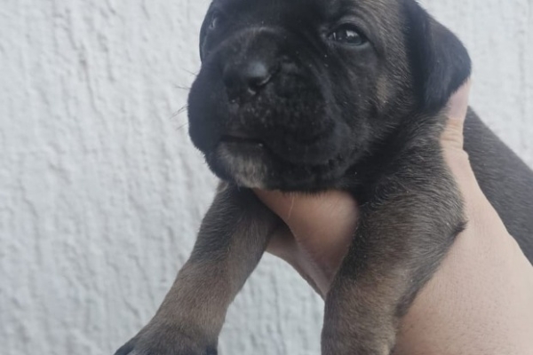Ogłoszenie - Cane Corso – szczenięta na sprzedaż. Zdjęcie 8
