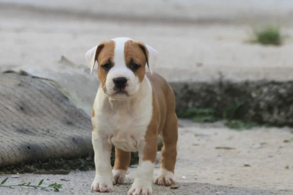 Ogłoszenie - American Staffordshire Terrier – szczenięta. Zdjęcie 2