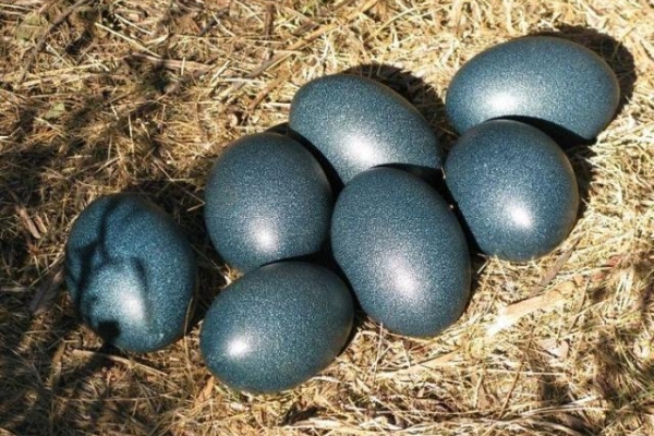 Ogłoszenie - +27 74 116 2667 MAGIC EGGS CAN MAGICALLY TURN YOUR FINANCES AROUND. Zdjęcie 1