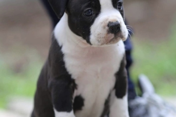 Ogłoszenie - American Staffordshire Terrier – szczenięta. Zdjęcie 1
