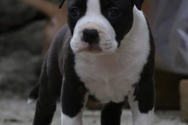 Ogłoszenie - American Staffordshire Terrier – szczenięta. Zdjęcie 3