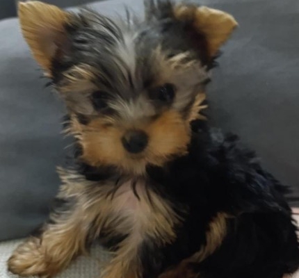 Ogłoszenie - Yorkshire Terrier – Piękne szczenięta. Zdjęcie 4