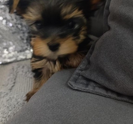 Ogłoszenie - Yorkshire Terrier – Piękne szczenięta. Zdjęcie 6