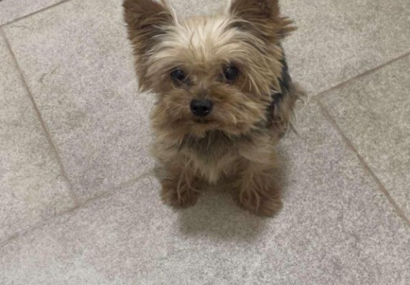 Ogłoszenie - Yorkshire Terrier – Piękne szczenięta. Zdjęcie 9