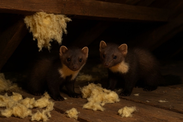 Ogłoszenie - Wycena szkody po kunach, Kosztorys szkód po kunie, tel. 504-746-203.. Zdjęcie 1