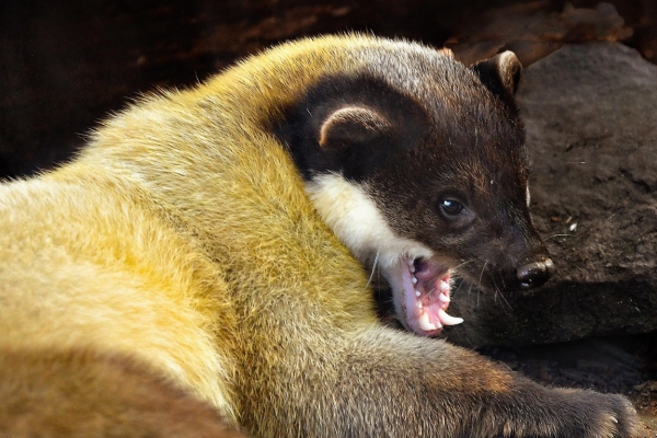 Ogłoszenie - Naprawa dachu po kunach, dekarz, tel. 504-746-203, Wrocław  Naprawa podbitki po kunach, usługi dekarza. Zdjęcie 1