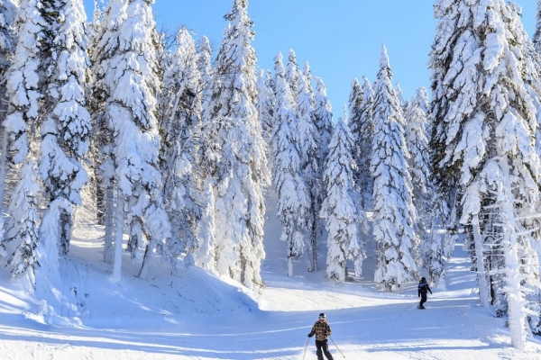 Ogłoszenie - Ksiązka Defendu WK1 Narciarstwo biegowe Poland. Zdjęcie 2