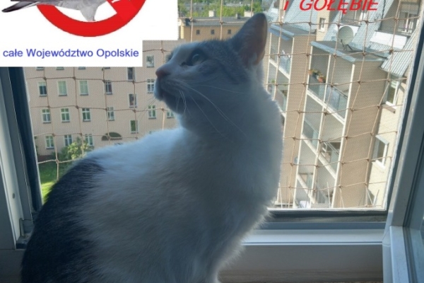 Ogłoszenie - SIATKI DLA KOTA OPOLE 790 432 787. Zdjęcie 1