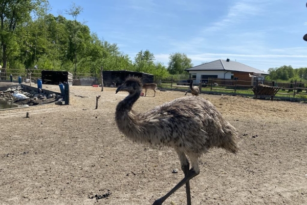 Ogłoszenie - Wyjątkowa edukacja dla dzieci z udziałem koni – zobacz naszą inicjatywę. Zdjęcie 5
