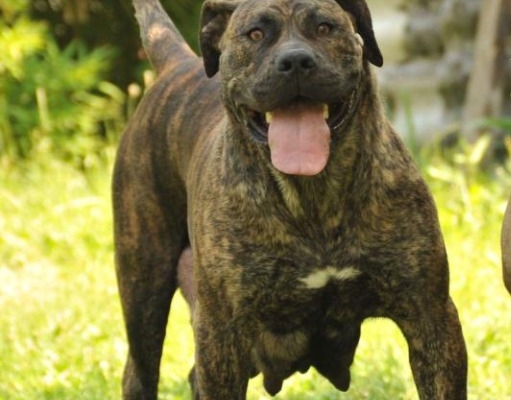 Ogłoszenie - Mastif południowoafrykański – Szczenięta Boerboel. Zdjęcie 4