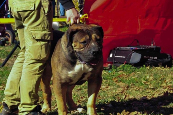 Ogłoszenie - Mastif południowoafrykański – Szczenięta Boerboel. Zdjęcie 10