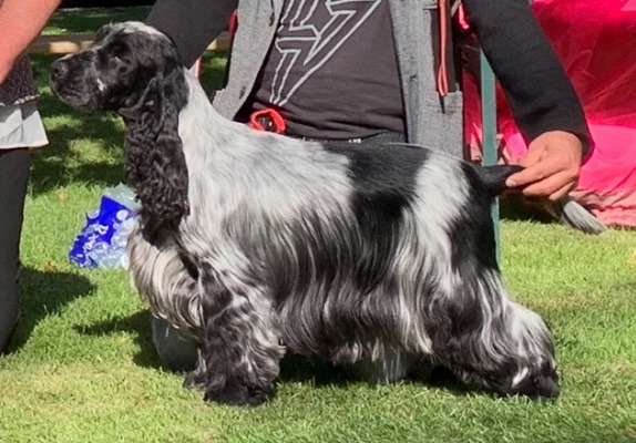 Ogłoszenie - Angielski Cocker Spaniel – Piękne szczenięta. Zdjęcie 4