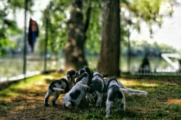 Ogłoszenie - Angielski Cocker Spaniel – Piękne szczenięta. Zdjęcie 8