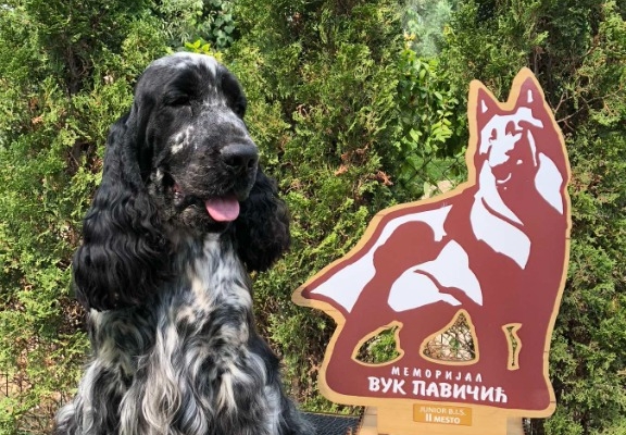 Ogłoszenie - Angielski Cocker Spaniel – Piękne szczenięta. Zdjęcie 10