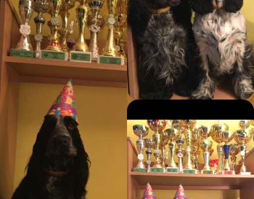 Ogłoszenie - Angielski Cocker Spaniel – Piękne szczenięta. Zdjęcie 5