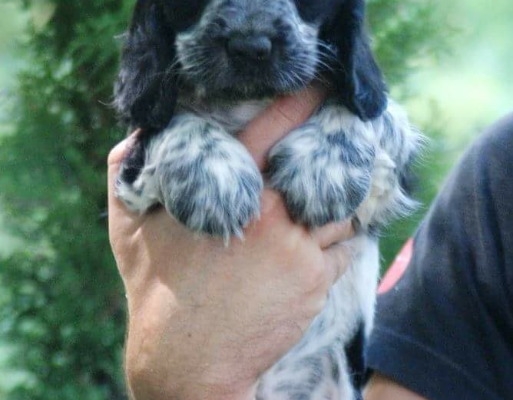 Ogłoszenie - Angielski Cocker Spaniel – Piękne szczenięta. Zdjęcie 3