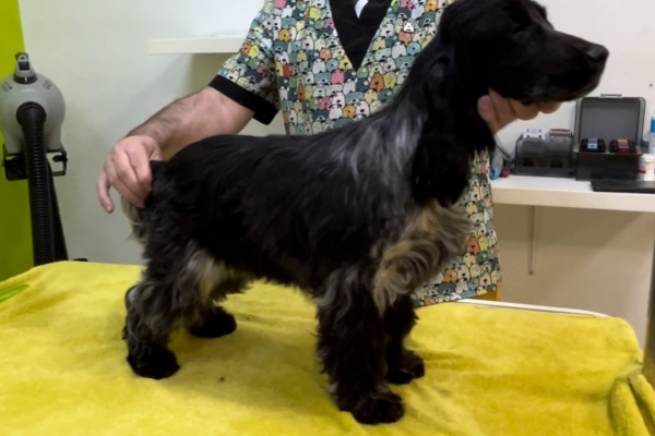 Ogłoszenie - Angielski Cocker Spaniel – Piękne szczenięta. Zdjęcie 6