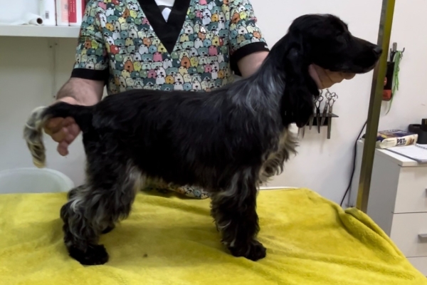 Ogłoszenie - Angielski Cocker Spaniel – Piękne szczenięta. Zdjęcie 7