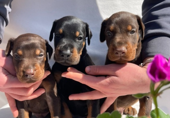 Ogłoszenie - Doberman – Piękne Szczenięta. Zdjęcie 9