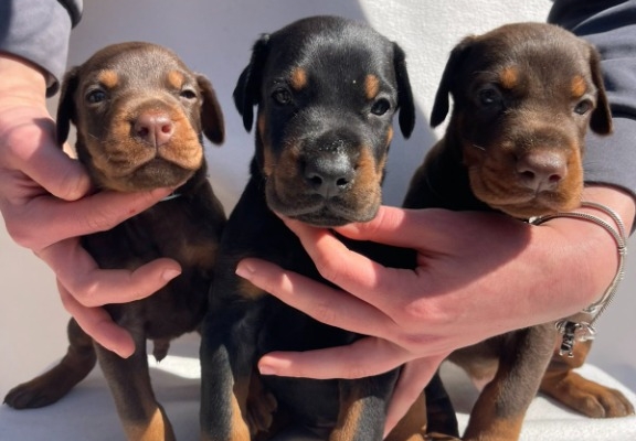 Ogłoszenie - Doberman – Piękne Szczenięta. Zdjęcie 10