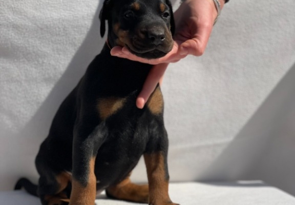Ogłoszenie - Doberman – Piękne Szczenięta. Zdjęcie 6