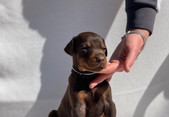 Ogłoszenie - Doberman – Piękne Szczenięta. Zdjęcie 3