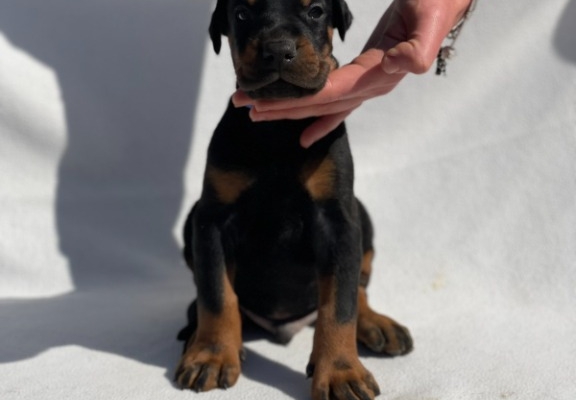 Ogłoszenie - Doberman – Piękne Szczenięta. Zdjęcie 4