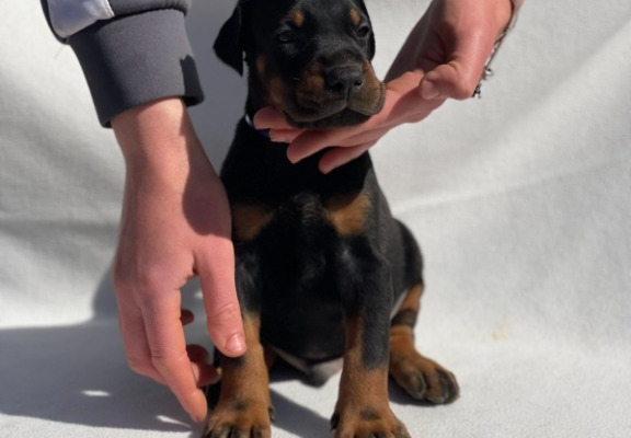 Ogłoszenie - Doberman – Piękne Szczenięta. Zdjęcie 7