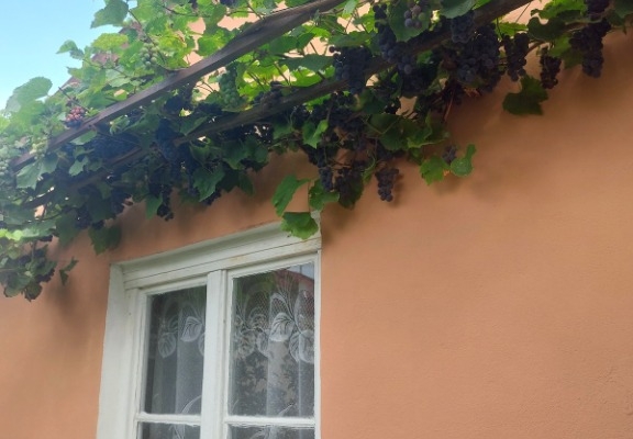 Ogłoszenie - Działka ROD na Rządzu. Zdjęcie 1