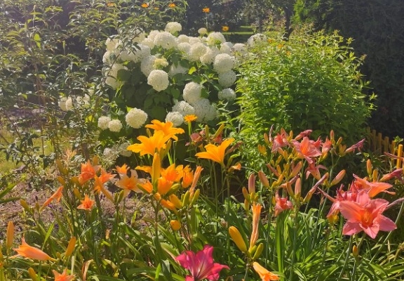 Ogłoszenie - Działka ROD na Rządzu. Zdjęcie 6