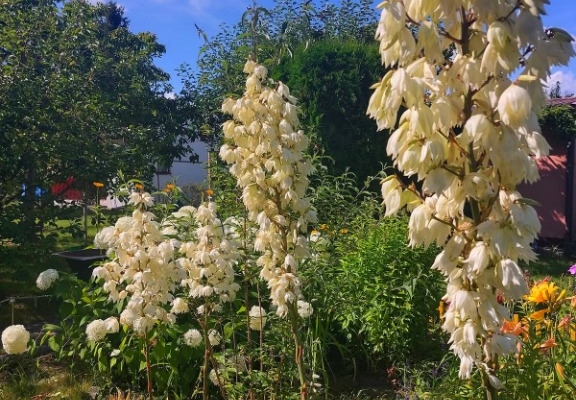 Ogłoszenie - Działka ROD na Rządzu. Zdjęcie 5