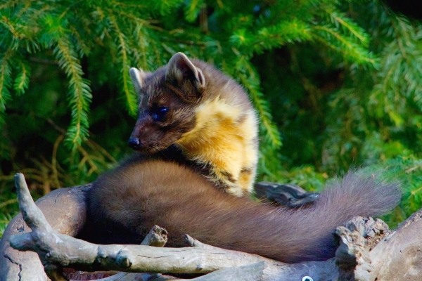 Ogłoszenie - Usługi sprzątania po kunach, Wrocław, tel. 504-746-203, cennik Sprzątanie po kunach, dezynfekcja. Zdjęcie 1