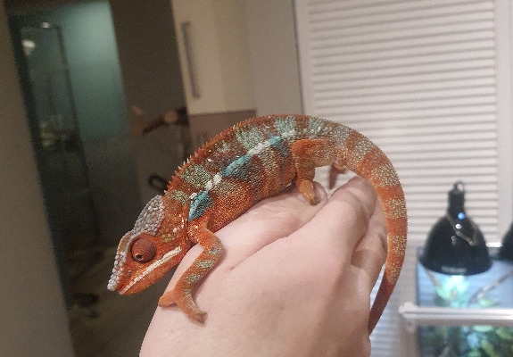 Ogłoszenie - kameleon lamparci ambilobe red bar. Zdjęcie 1