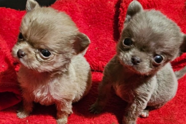 Ogłoszenie - Szczenięta chihuahua gotowe do adopcji.. Zdjęcie 1