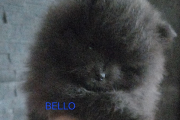 Ogłoszenie - Szpic miniaturowy. Zdjęcie 1