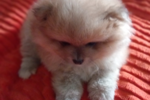 Ogłoszenie - Szpic miniaturowy. Zdjęcie 3