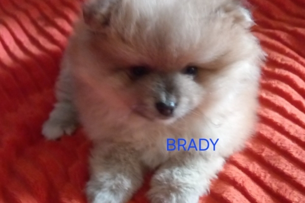 Ogłoszenie - Szpic miniaturowy. Zdjęcie 2