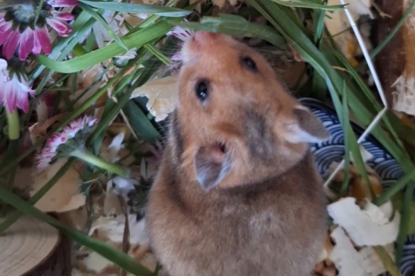 Ogłoszenie - Chomiki Syryjskie 5 tygodniowe. Zdjęcie 1