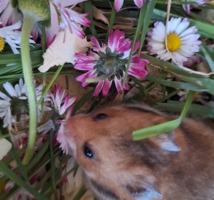 Ogłoszenie - Chomiki Syryjskie 5 tygodniowe. Zdjęcie 6