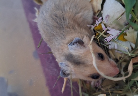 Ogłoszenie - Chomiki Syryjskie 5 tygodniowe. Zdjęcie 10