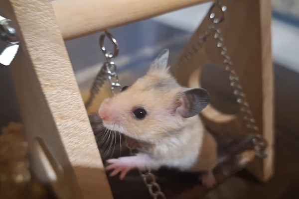 Ogłoszenie - Chomiki Syryjskie 5 tygodniowe. Zdjęcie 5