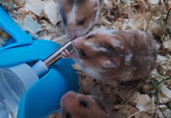 Ogłoszenie - Chomiki Syryjskie 5 tygodniowe. Zdjęcie 9