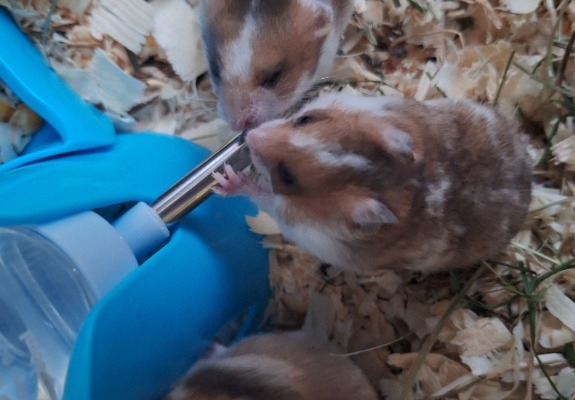 Ogłoszenie - Chomiki Syryjskie 5 tygodniowe. Zdjęcie 4