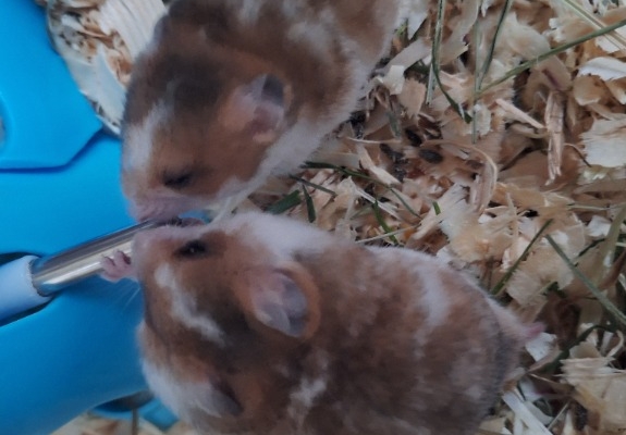 Ogłoszenie - Chomiki Syryjskie 5 tygodniowe. Zdjęcie 7