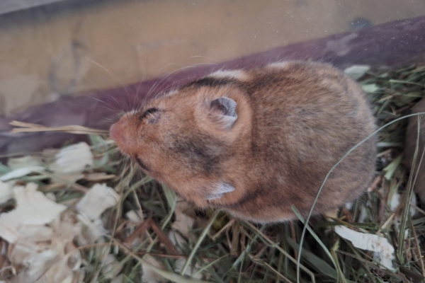 Ogłoszenie - Chomiki Syryjskie 5 tygodniowe. Zdjęcie 2