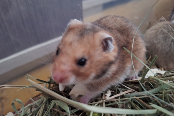 Ogłoszenie - Chomiki Syryjskie 5 tygodniowe. Zdjęcie 8