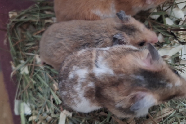 Ogłoszenie - Chomiki Syryjskie 5 tygodniowe. Zdjęcie 3